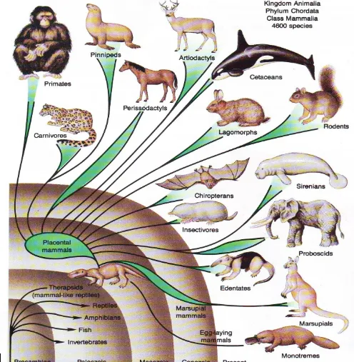 Gambar 3.4. Era Mosozoic muncul hewan 