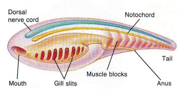 Gambar 1. Struktur dasar  tubuh Chordata