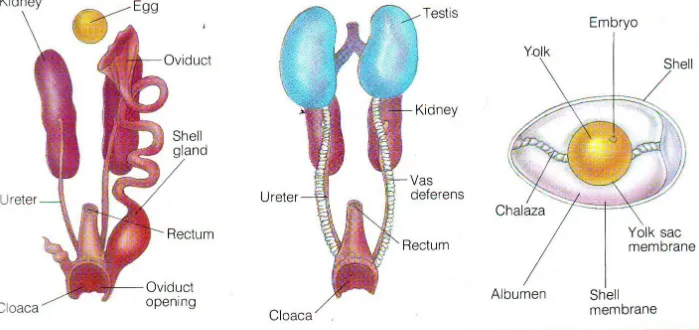 Gambar sistema urogenitalia pada burung, kiri pada burung betina, tengah pada burung jantan, kanan adalah struktur telur burung.Mengapa ada ayam jantan bertelur?