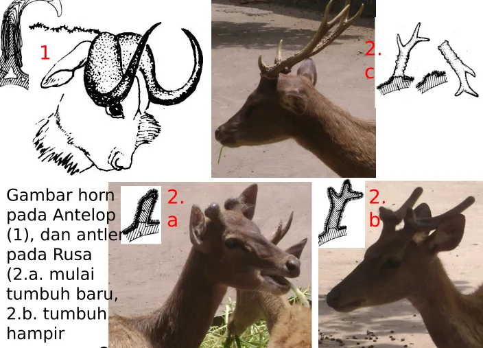 Gambar horn 