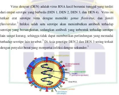 Gambar 2.1 Struktur Virus Dengue 