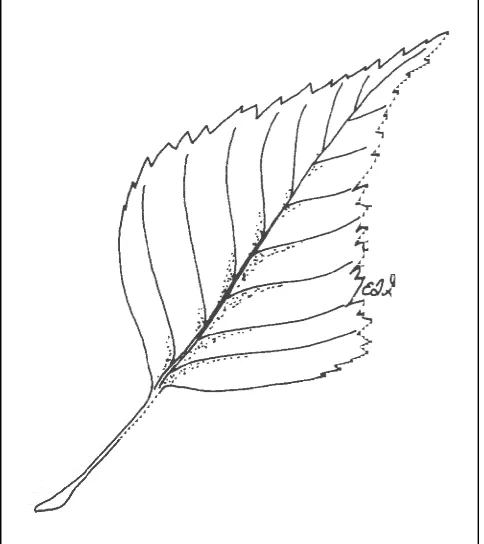Figure 3. Foliage of ‘Youngii’ European Birch.