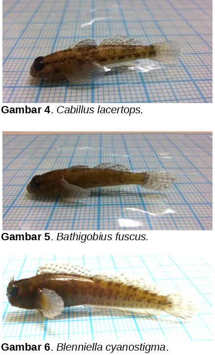 Gambar 4. Cabillus lacertops.