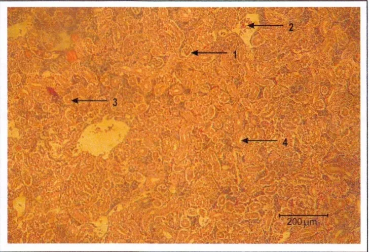 Gambar 1. Foto mikrograf penampang melintang ginjal ikan tombro di kolam animal house Biologi