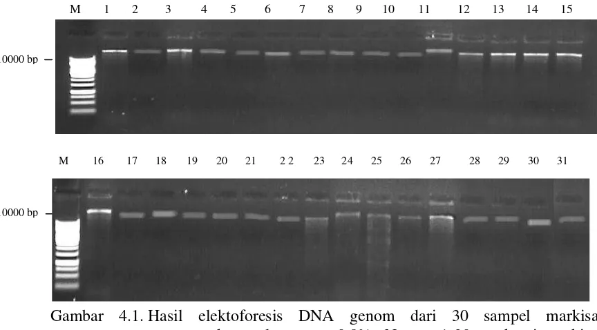 Gambar 4.1. Hasilelektoforesis DNA genomdari30sampelmarkisamenggunakan gel agarose 0,8%