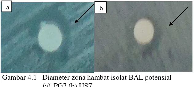 Gambar 4.1   Diameter zona hambat isolat BAL potensial