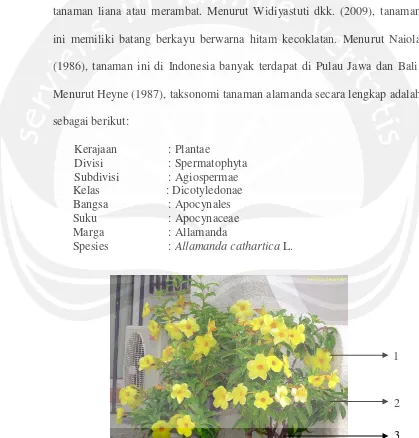 Gambar 1. Tanaman Allamanda cathartica dengan (1) bunga berbentuk terompet berwarna kuning terang, (2) daun mengkilat, berbentuk lanset berwarna hijau, dan (3) batang berwarna coklat tua (Sumber: Encyclopedia of Life, 2011)