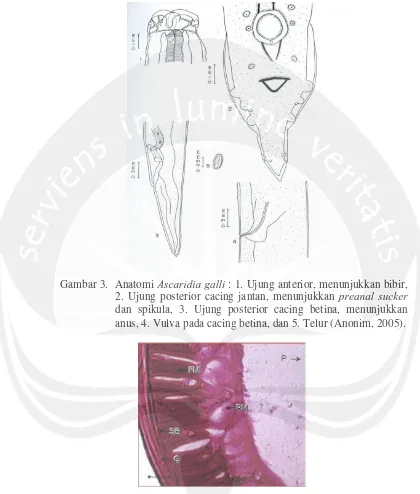 Gambar 3.  Anatomi Ascaridia galli : 1. Ujung anterior, menunjukkan bibir, preanal sucker 