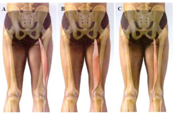 Gambar 3. Origo dan Insertio pada otot : A. Biceps Femoris, B. Semimembranosus, dan C