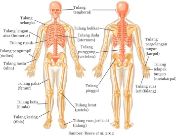 Gambar 1.21 Sistem Rangka Manusia