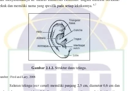 Gambar 2.1.2. Struktur daun telinga. 