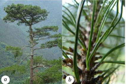 Figure 1 and (. Pinus merkusii in its natural Habitat (a) P. merkusii tree b) Two needles of P