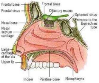 Gambar Organ Hidung 