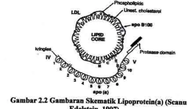 Gambar 2.2 Gambaran skematik Lipoprotein(a) {scanu andEdelstein,1997)