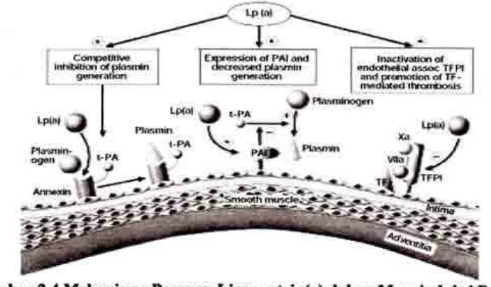 Gambar 2.3 Mekanirme Peranan Lipoprotein(a) dalam Menginduksi Pr.,oses