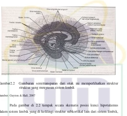 Gambar2.2  Gambaran semitransparan dari otak ini memperlihatkan struktur 