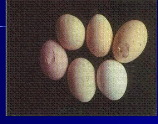 Gambar 2. Bentuk telur abnormal 