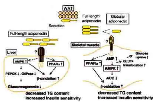 Gambar 2.4. Karbohidrat Mekanisme Kerja Adiponektin Pada Metabolisme Lemak dan( Dikutip dari Adiponectin and Adiponectin Receptors