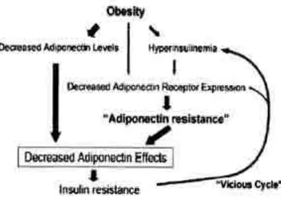 Gambar 25. Hubungan Obesitas, Adiponectin Resisance dan Insutin Resistance(Dikutip dari : Adiponectin and Adiponectin Receptors : Kadowaki and Yamauchi,200s).