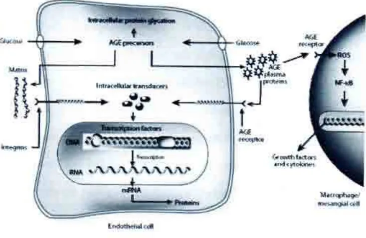 Gambar. 2 : Mekanisme intra seluler produksi advanced glycation end-product (AGE)(4)
