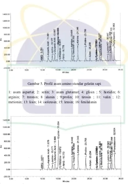 Gambar 5. Profil asam amino standar gelatin sapi 