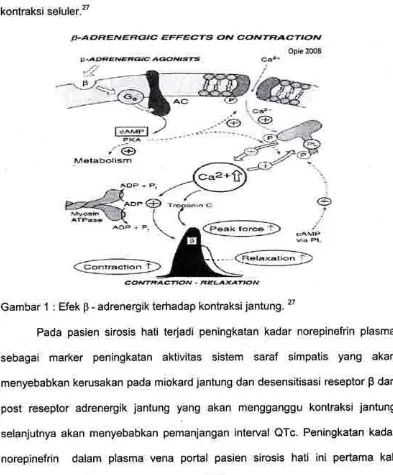 Gambar 1 : Efek B - adrenergik terhadap kontraksijantung. 