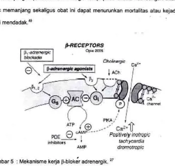 Gambar 5 : Mekanisme kerja B-blok& adrenergik. 27