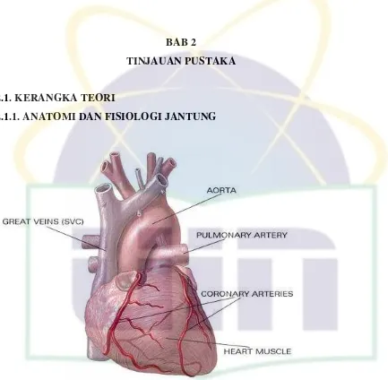 Gambar 2.1. Anatomi jantung 