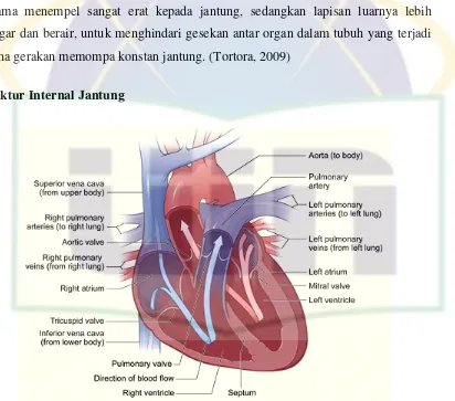 Gambar 2.2. Struktur internal jantung 