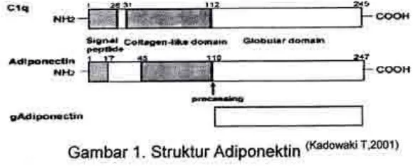 Gambar 1. Struktur Adiponektln (Kadowakir'2001)