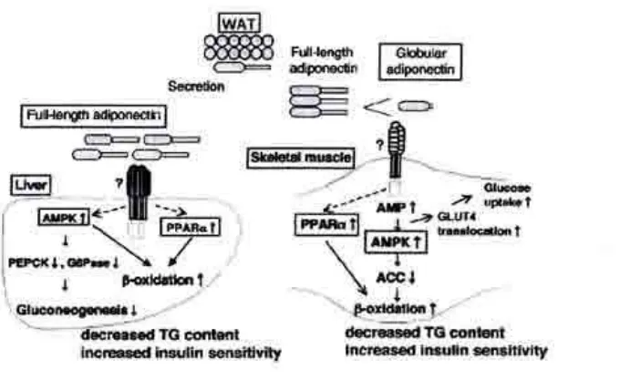 Gambar 3.Pengaruh adiponektin terhadap sensitivitas insulin (Kadowaki