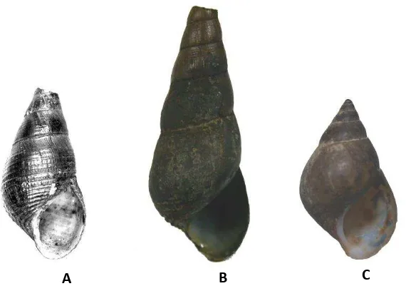 Gambar 1. Jenis-jenis Sulcospirayang diduga punah (Foto: F. Köhler : type), (B).  dari Jawa :  (A)
