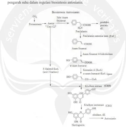 Gambar 4. Jalur biosintesis antosianin dalam tanaman        Sumber : Sulivan (1998) 
