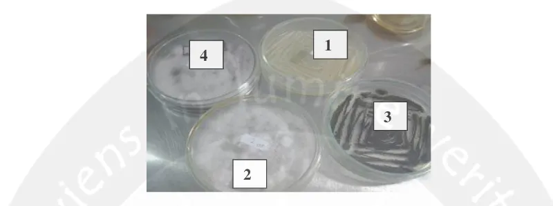 Gambar 1.  Hasil uji kemurnian fungi endofit dengan kode isolat 1, 2, 3 dan 4. Keterangan: 