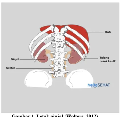 Gambar 1. Letak ginjal (Wolters, 2012) 
