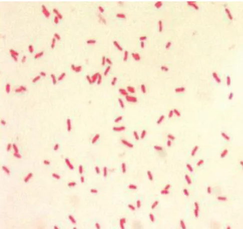 Gambar 2.4.1 Morfologi bakteri E. coli (Mahon et al., 2015) 