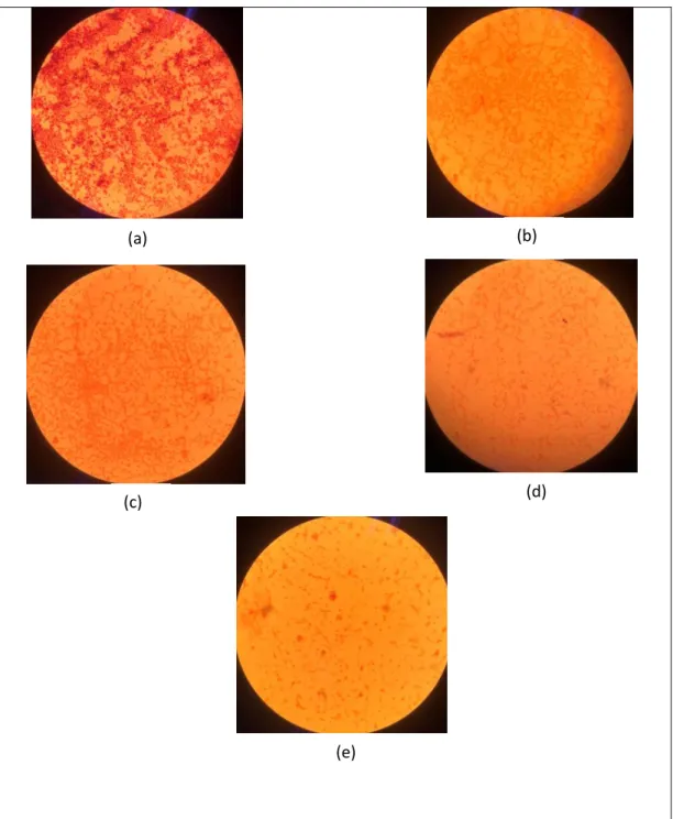 Gambar 4.2 Hasil pengamatan bakteri E. Coli 