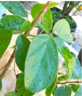 Gambar 1. Foto Tumbuhan Cincau Hijau (Premna oblongifolia Merr) 
