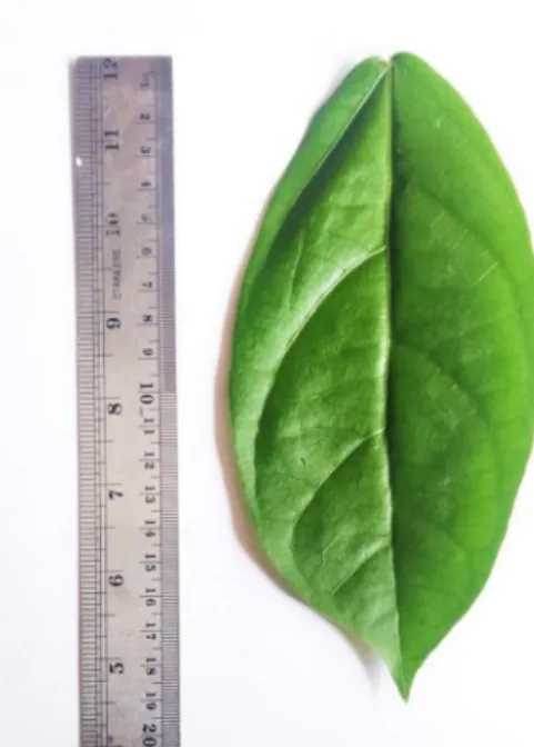 Gambar 2. Foto Daun Cincau Hijau (Premna oblongifolia Merr) 