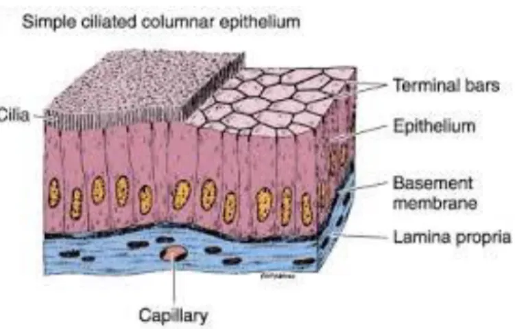 Gambar 2.1 Anatomi jaringan epitel usus besar  (Sumber : ilmuveteriner.com) 