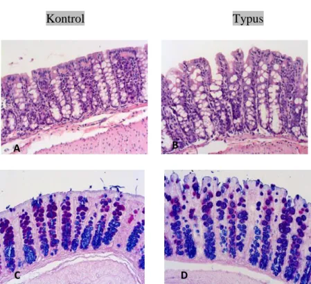 Gambar 4.1 histologi jaringan usus hewan coba : kelompok kontrol negative (a,c)  perlakuan dengan ingesti salmonella typhi (b,d) memperlihatkan mukosa dan sub  mukosa  dengan  kelenjar  mengandung  sel  goblet