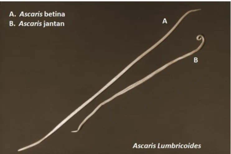 Gambar 2. Cacing Dewasa Ascaris lumbricoides (Nadhiasari, 2014) 