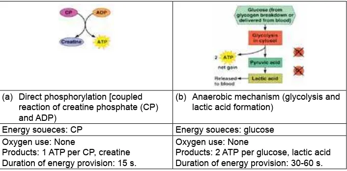 Gambar 1. Metabolisme Otot: Energi untuk kontraksi