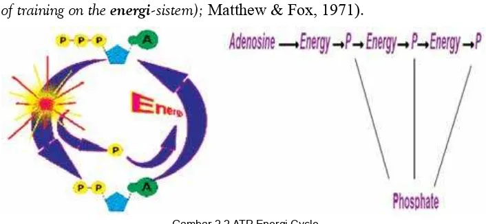 Gambar 2.2 ATP Energi Cycle