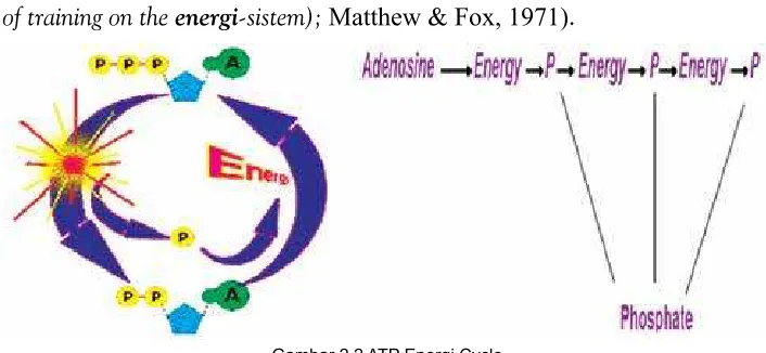 Gambar 2.2 ATP Energi Cycle