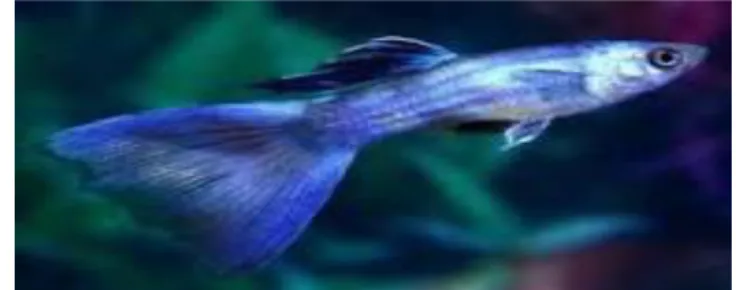 Gambar 2. Ikan Guppy Metalik  -  Guppy Japan Blue 