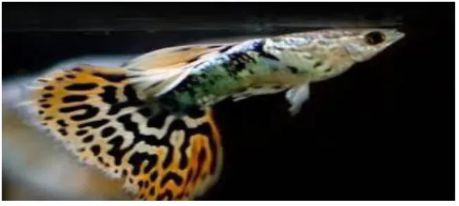 Gambar 7. -  Guppy Leopard 