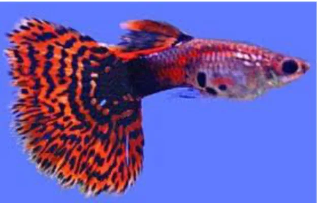 Gambar 6. Guppy Mozaik  -  Guppy Leopard 