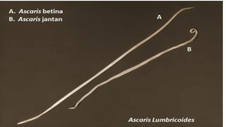 Gambar 2.2 Cacing Dewasa Ascaris lumbricoides (Nadhiasari, 2014)  4. Siklus Hidup  