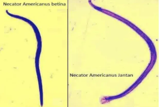 Gambar 2.8 Cacing Dewasa Necator americanus (Budiman, 2012) 